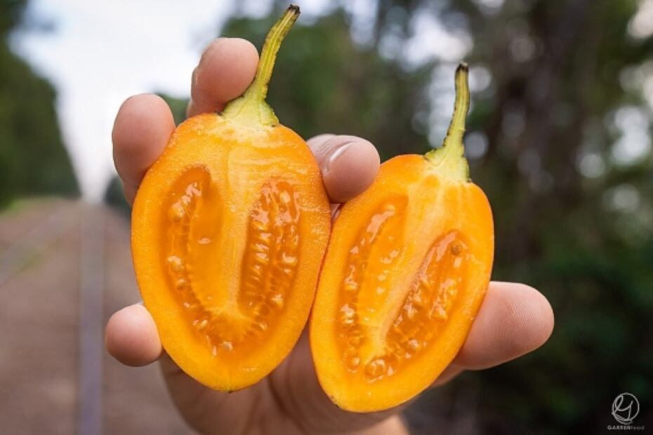 Conoce el tamarillo, una fruta alta en proteína