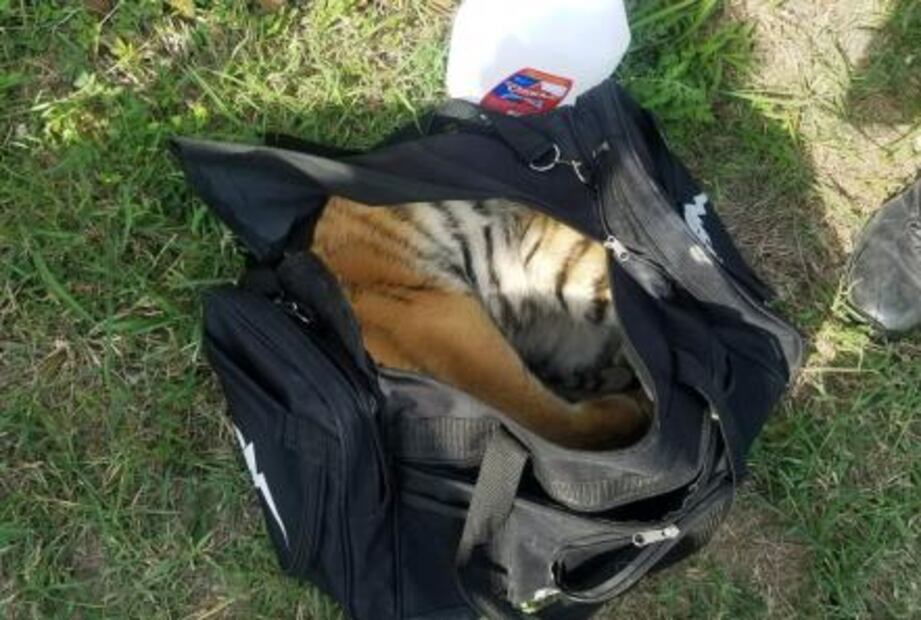 Contrabandistas abandonan a cachorro de tigre en la frontera Texas-México