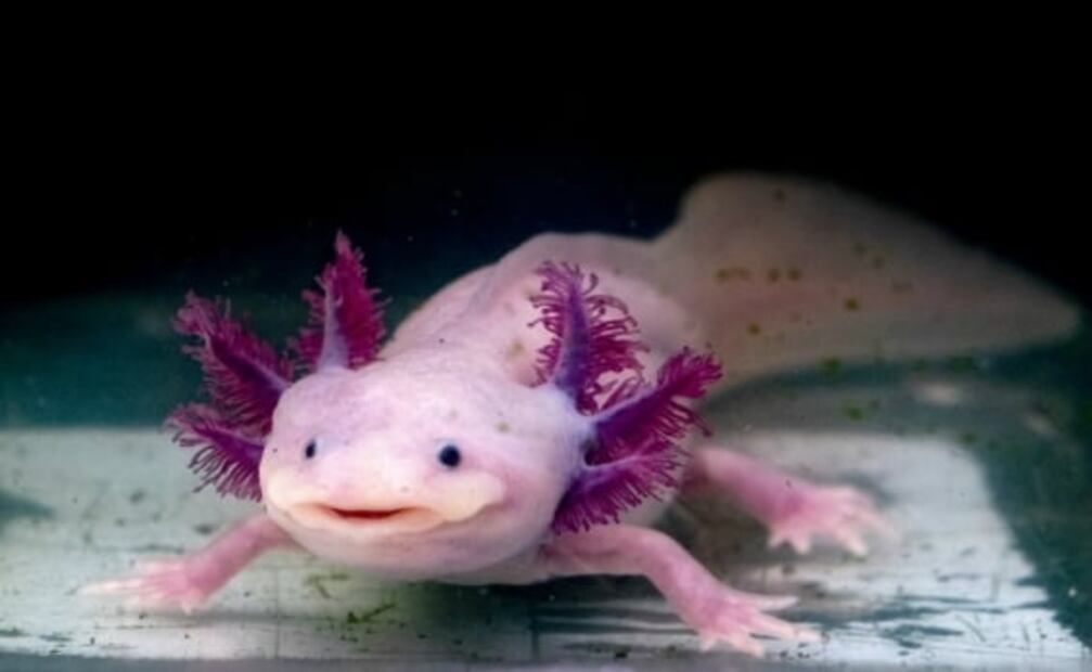 7 increíbles animales que están en peligro de extinción y habitan en México 