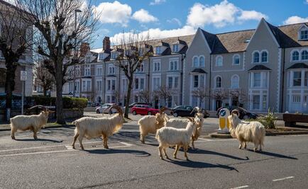 Cabras toman las calles de Gales ante ausencia de pastores por Covid-19