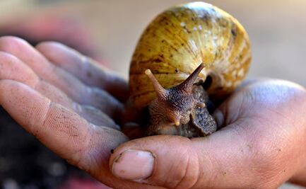 Aparecen “peligrosos” caracoles gigantes africanos en Argentina