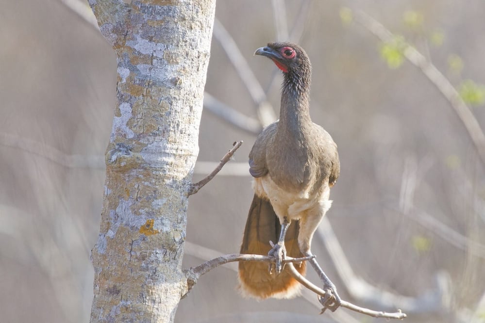 Ejemplar de chachalaca pacífica -Ortalis poliocephala-. Foto: Leopoldo Vazquez 