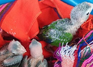 Recuperan a polluelos de perico en peligro de extinción extraídos por “Luis Mi Padre Hermoso”; “su madre los abandonó al ser robados”