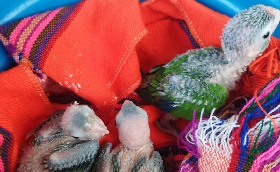 Profepa asegura de manera precautoria tres ejemplares de polluelos de perico atolero frente naranja, Eupsittula canicularis. Foto: Especial