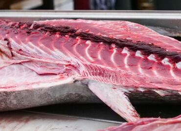 Con ustedes: su majestad el atún mexicano