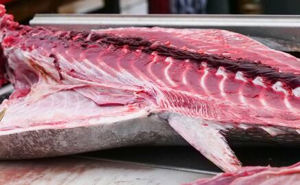 Con ustedes: su majestad el atún mexicano