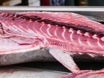 Con ustedes: su majestad el atún mexicano