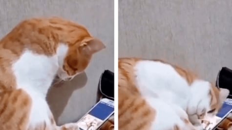 Gatito rompe corazones en la red al ver un video de su dueño fallecido