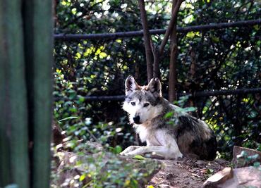 Continúa Lobo Mexicano en peligro de extinción