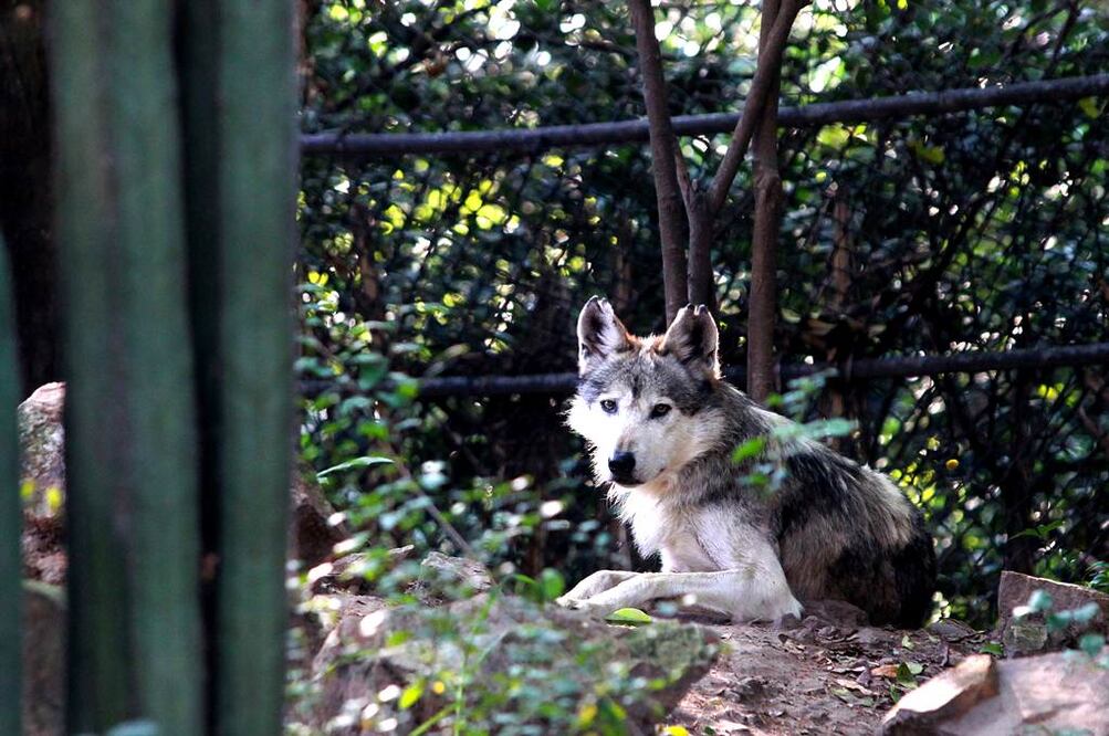 El Lobo Mexicano se encuentra en peligro crítico de extinción pues hasta 1976 había solo cinco ejemplares libres. Foto Adrián Hernández