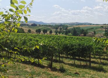 Módena, una ciudad italiana con mucha riqueza gastronómica