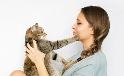 ¿Por qué tu gato te toca la cara con su pata y qué significa este comportamiento?