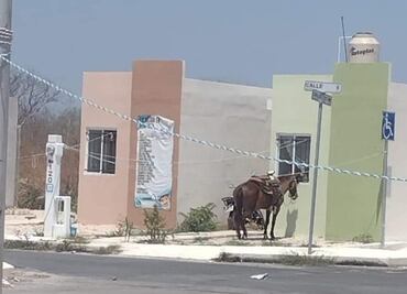 Denuncian crueldad animal en Yucatán; caballo es amarrado bajo los rayos del sol