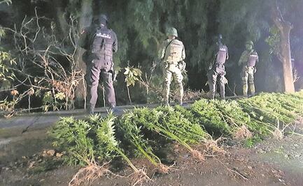 Autoridades destruyen plantío de marihuana