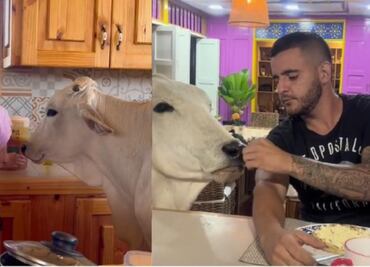 Matilde, la vaca mascota que come con sus dueños en el comedor y es viral en TikTok