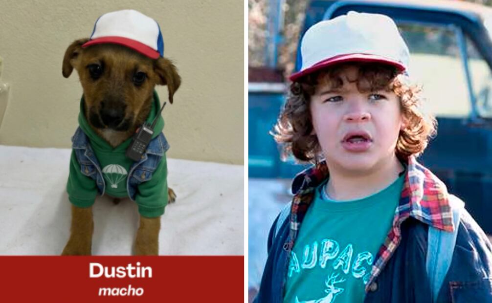 Perrito caracterizado de Dustin. Foto: Instragram @dpa.cxs