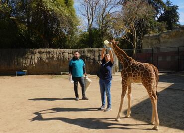 ¡Ponle nombre a la jirafa bebé de Chapultepec! Así puedes participar