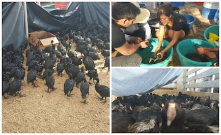 Derrame afecta a animales en río Balsas