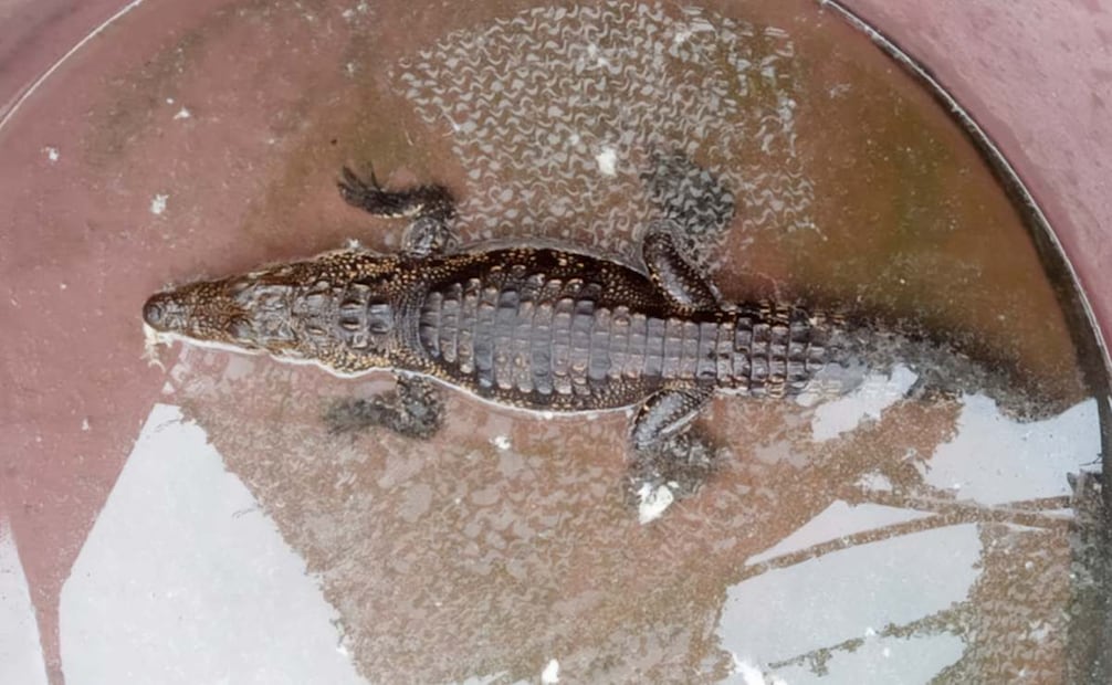 Rescatan a un tigre de bengala y un cocodrilo en Chihuahua (13/08/2026). Foto: Profepa