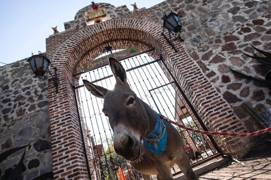 Foto: Facebook 'Burrolandia México A.C.'