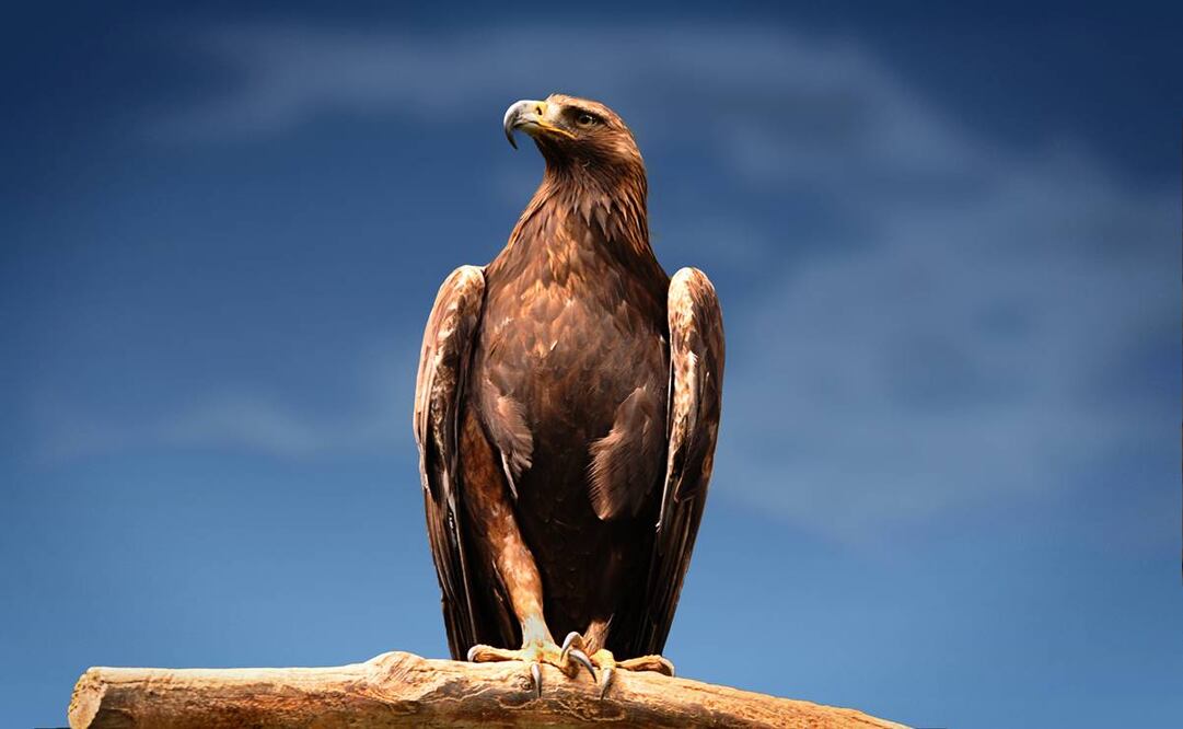 Reconstruyen el pico de un águila negra por primera vez en México. Foto: EL UNIVERSAL