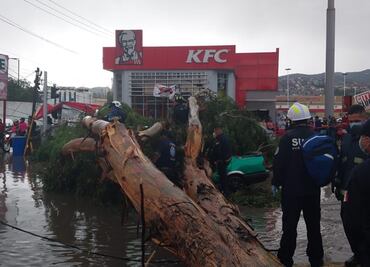 Tras granizada y fuertes vientos, muere hombre en su auto al caerle un árbol en Ecatepec