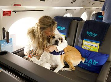 Estas son las aerolíneas más pet friendly del mundo