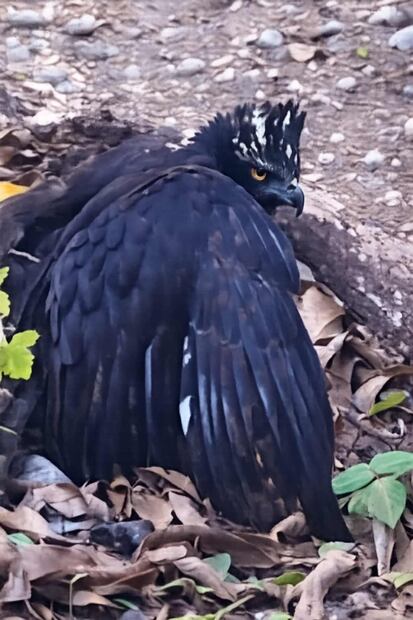 Conanp da a conocer el primer registro de Águila Tirana en la Reserva de la Biosfera Sierra Gorda. Foto: Conanp