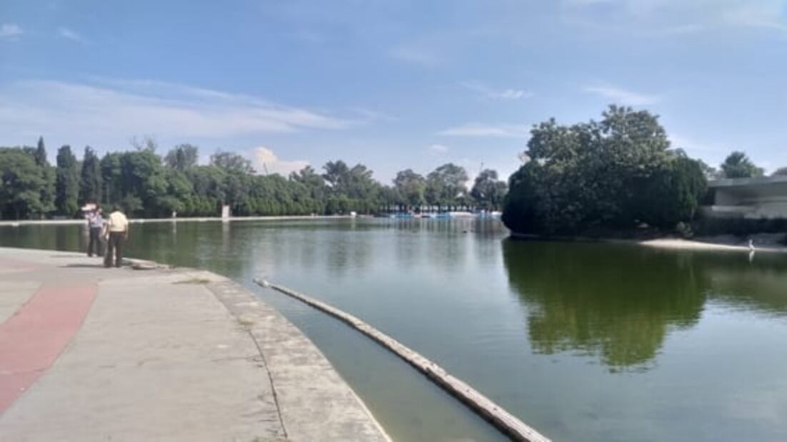 Por fuga en planta de tratamiento, mueren decenas de peces del Lago Mayor de Chapultepec