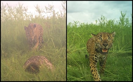 Captan a jaguar y su cría alimentándose de tortuga marina en Nayarit