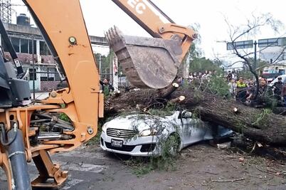 Cae árbol sobre autos y mata a uno en avenida de Ecatepec