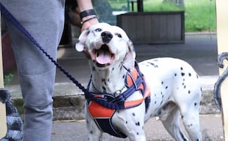 ¡Ya es oficial! Cada 12 de abril será "Día de los seres sintientes" en CDMX; buscan reforzar protección y profundizar conciencia pública