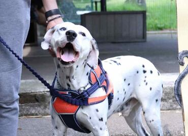 ¡Perritos con identificación! Suman más de 140 mil perros y gatos registrados en el RUAC