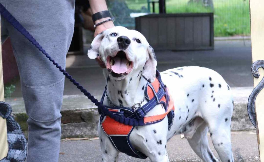 El número de animales de compañía inscritos en el Registro Único de Animales de Compañía (RUAC), incrementó de 351 en 2019 a 143 mil 2 para el año en curso. Foto: Especial