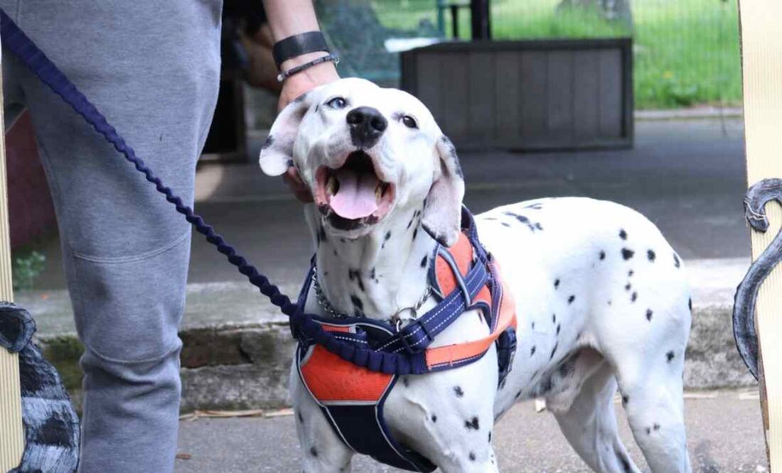 El número de animales de compañía inscritos en el Registro Único de Animales de Compañía (RUAC), incrementó de 351 en 2019 a 143 mil 2 para el año en curso. Foto: Especial