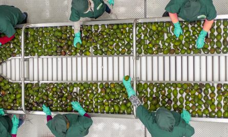 EU pide mecanismo laboral T-MEC contra productora de guacamole