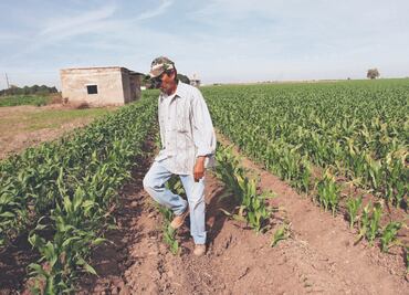 IP alerta de menor producción de granos por sequía