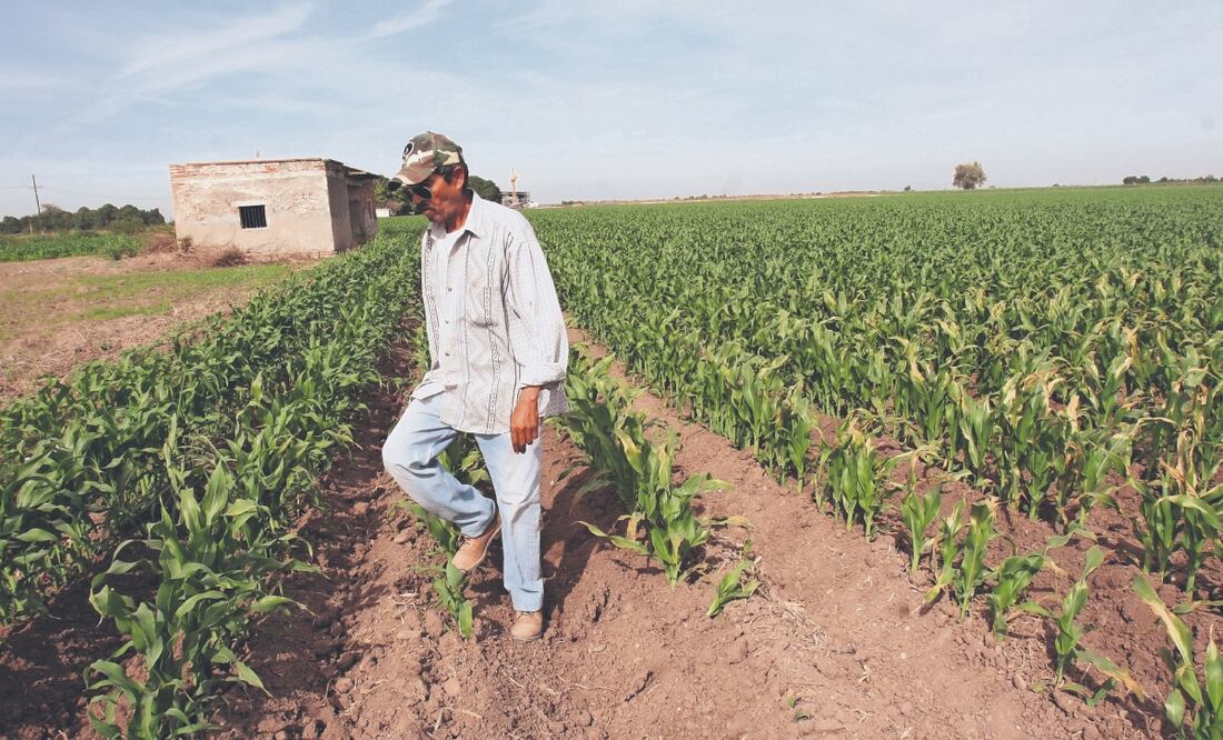Si no llueve sólo se plantará 35% de la superficie, alerta el CNA. Archivo El Universal