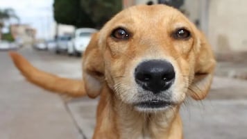 Día Mundial del Perro Callejero: ¿por qué se conmemora este 27 de julio y cuál es su importancia?; aquí te lo decimos