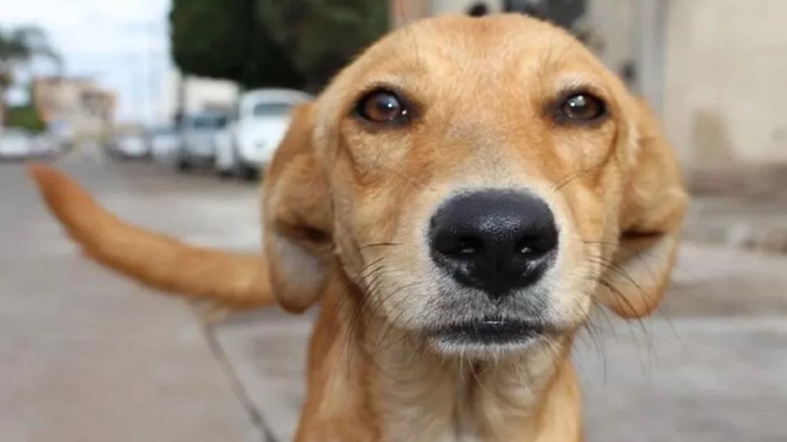 Perrito Caramelo. Foto: Redes sociales