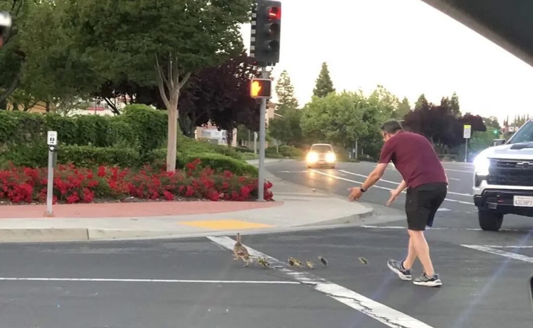 Un padre de familia de California murió luego de ser atropellado por un automóvil mientras ayudaba a una familia de patos a cruzar la calle. Foto: Guillermo Wimsatt