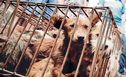 Animal cruelty in Mexico City