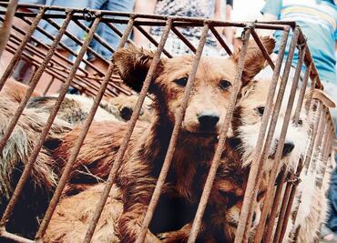 Animal cruelty in Mexico City