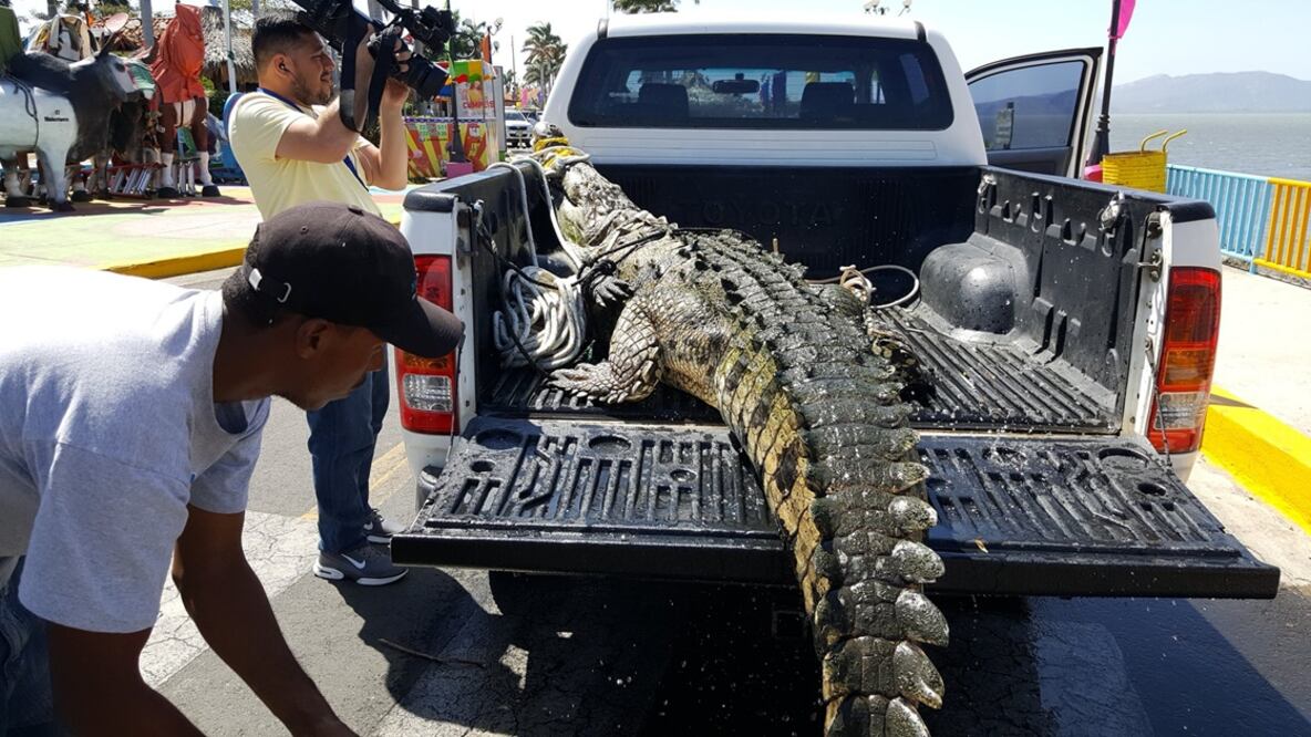 El cocodrilo fue trasladado el pasado miércoles 23 de marzo a una zona en la orilla norte del lago de Managua o de Xolotlán. (Juan Cortés/Periodista)