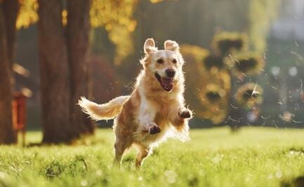 Conoce cuáles son las razas de perros que menos toleran estar solos