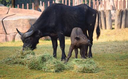 Nace un búfalo africano en Zoo de Aragón
