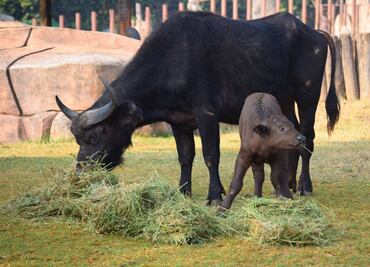 Nace un búfalo africano en Zoo de Aragón