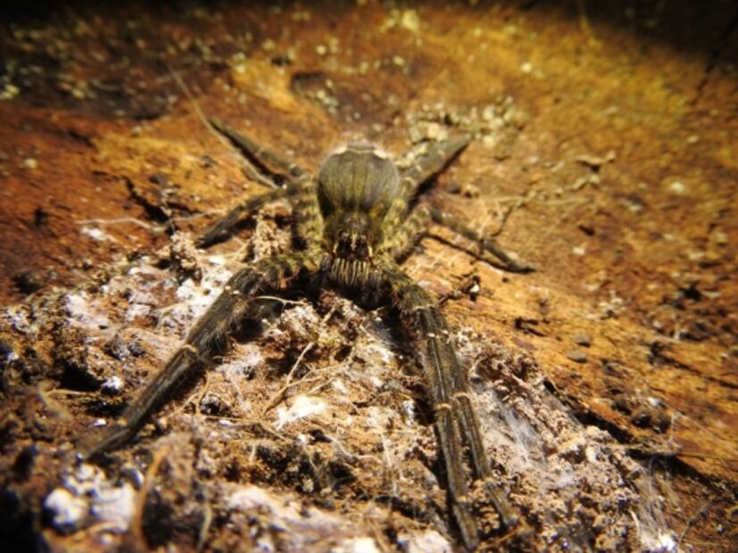 Mexican arachnologist is taking Twitter by storm