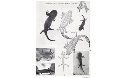 El ajolote en la plástica mexicana I