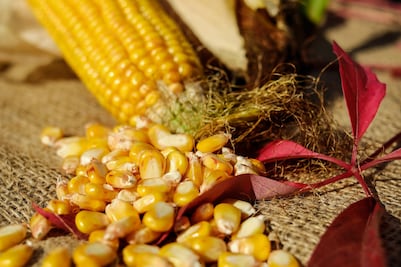 Restringir importación de maíz transgénico a grano quebrado provocaría enfrentamiento comercial T-MEC, alertan